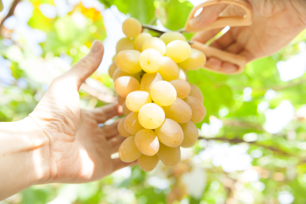 園芸鋏の選び方は？のサムネイル